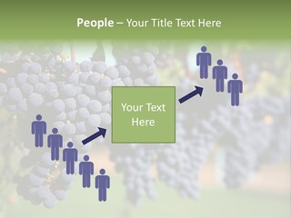 Merlot Grapes On Vine In Vineyard PowerPoint Template