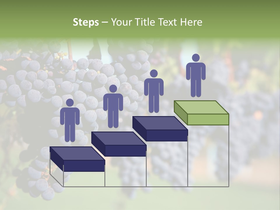 Merlot Grapes On Vine In Vineyard PowerPoint Template