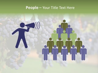 Merlot Grapes On Vine In Vineyard PowerPoint Template