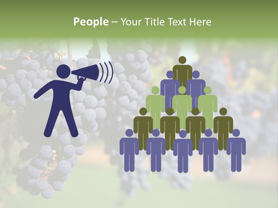 Merlot Grapes On Vine In Vineyard PowerPoint Template