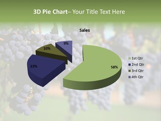Merlot Grapes On Vine In Vineyard PowerPoint Template