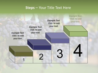 Merlot Grapes On Vine In Vineyard PowerPoint Template