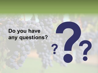 Merlot Grapes On Vine In Vineyard PowerPoint Template