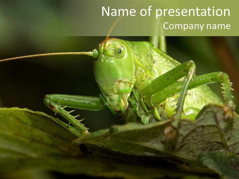 Grasshopper Green - Tettigonia Viridissima PowerPoint Template