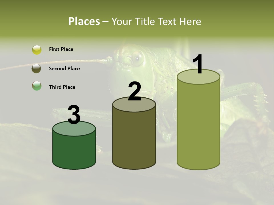 Grasshopper Green - Tettigonia Viridissima PowerPoint Template