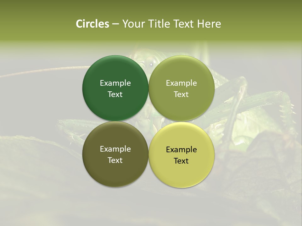 Grasshopper Green - Tettigonia Viridissima PowerPoint Template