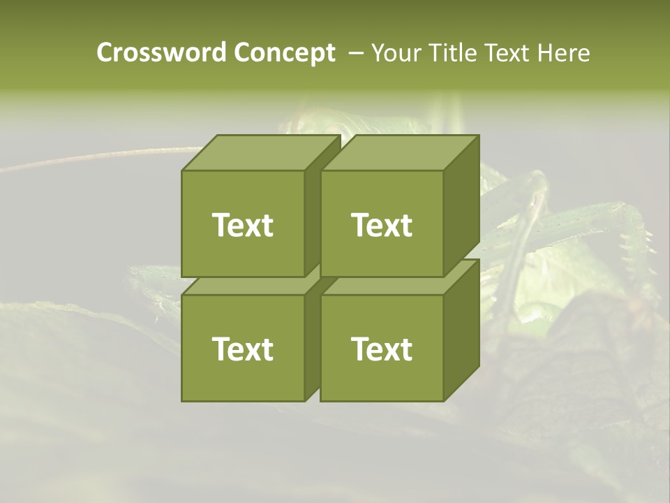 Grasshopper Green - Tettigonia Viridissima PowerPoint Template