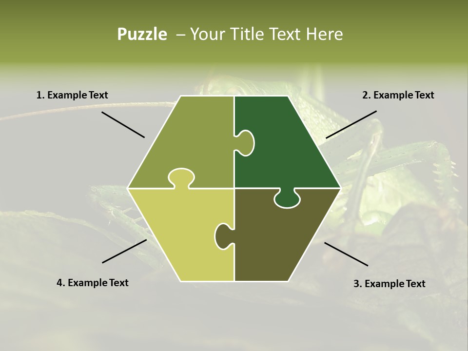 Grasshopper Green - Tettigonia Viridissima PowerPoint Template