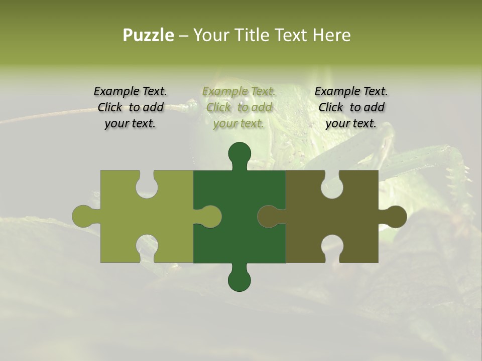 Grasshopper Green - Tettigonia Viridissima PowerPoint Template