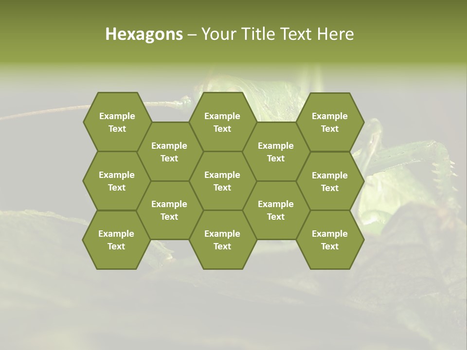 Grasshopper Green - Tettigonia Viridissima PowerPoint Template