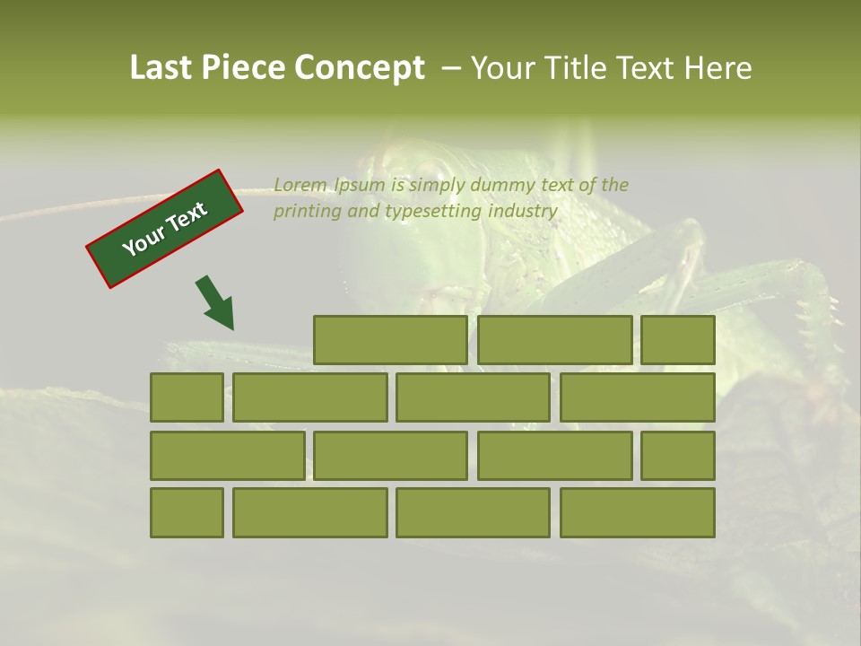 Grasshopper Green - Tettigonia Viridissima PowerPoint Template