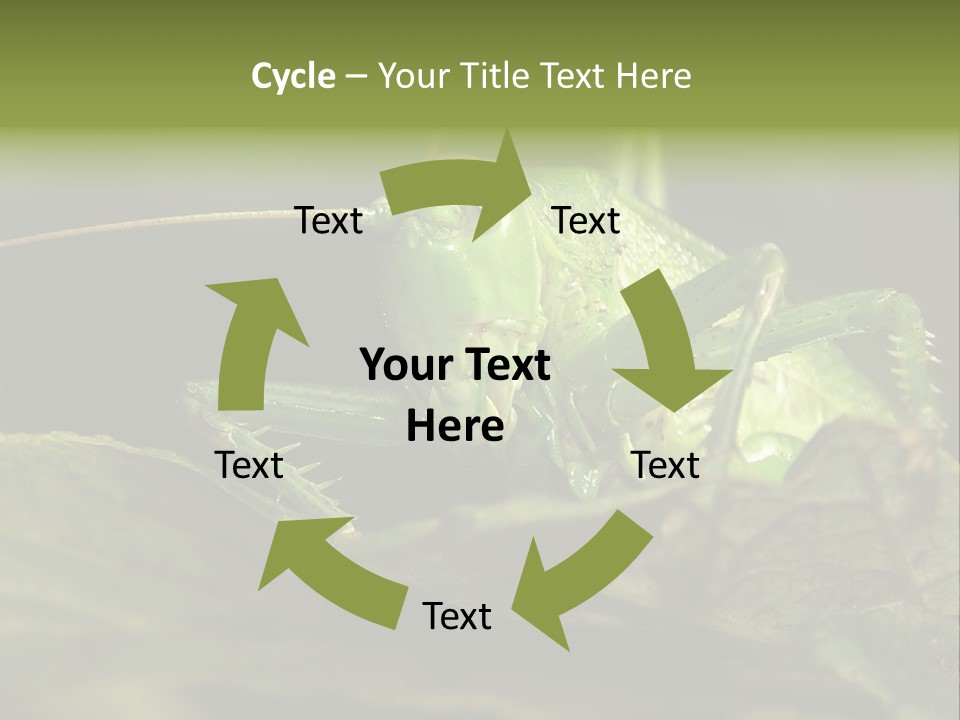 Grasshopper Green - Tettigonia Viridissima PowerPoint Template