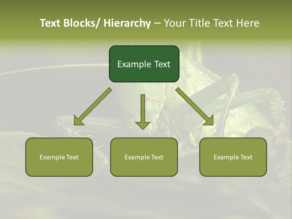 Grasshopper Green - Tettigonia Viridissima PowerPoint Template