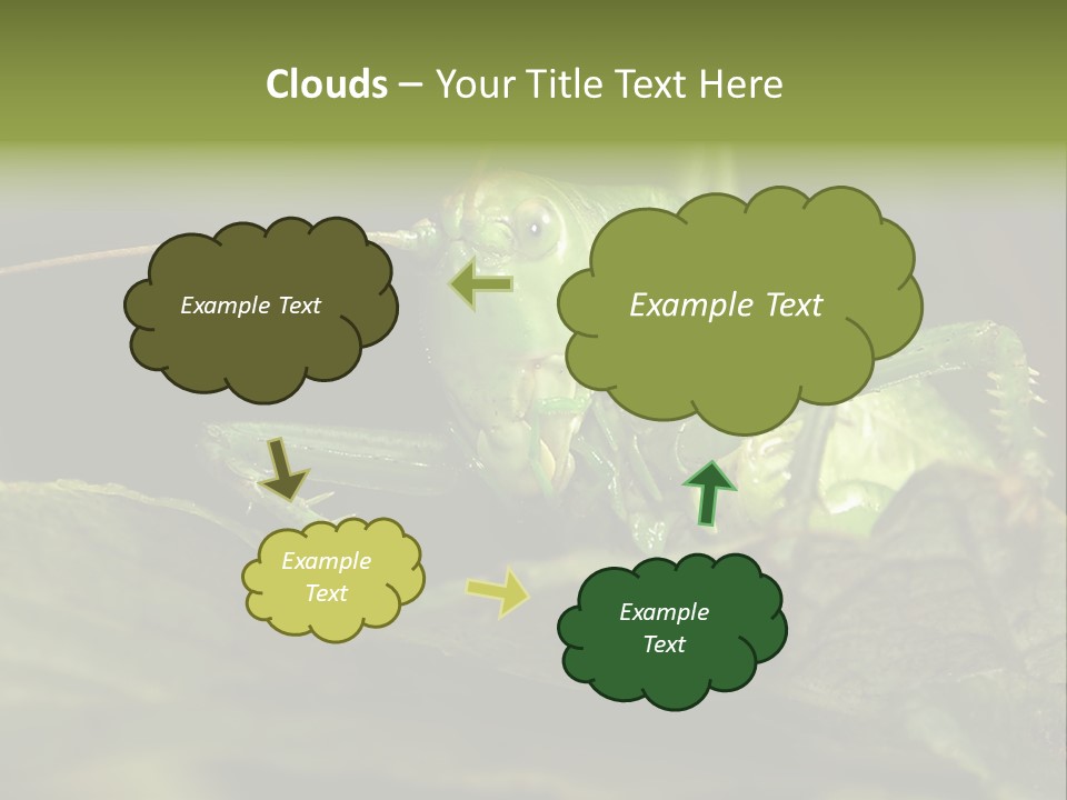 Grasshopper Green - Tettigonia Viridissima PowerPoint Template