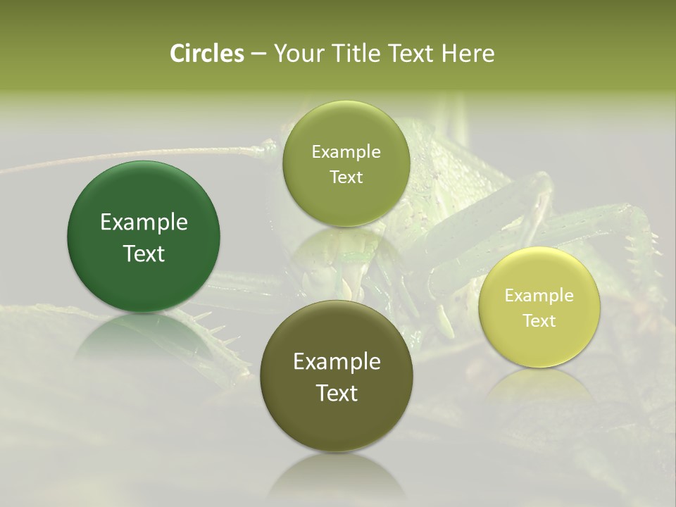 Grasshopper Green - Tettigonia Viridissima PowerPoint Template