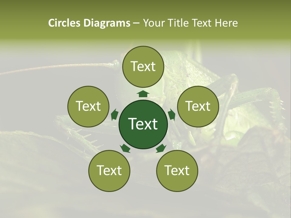 Grasshopper Green - Tettigonia Viridissima PowerPoint Template