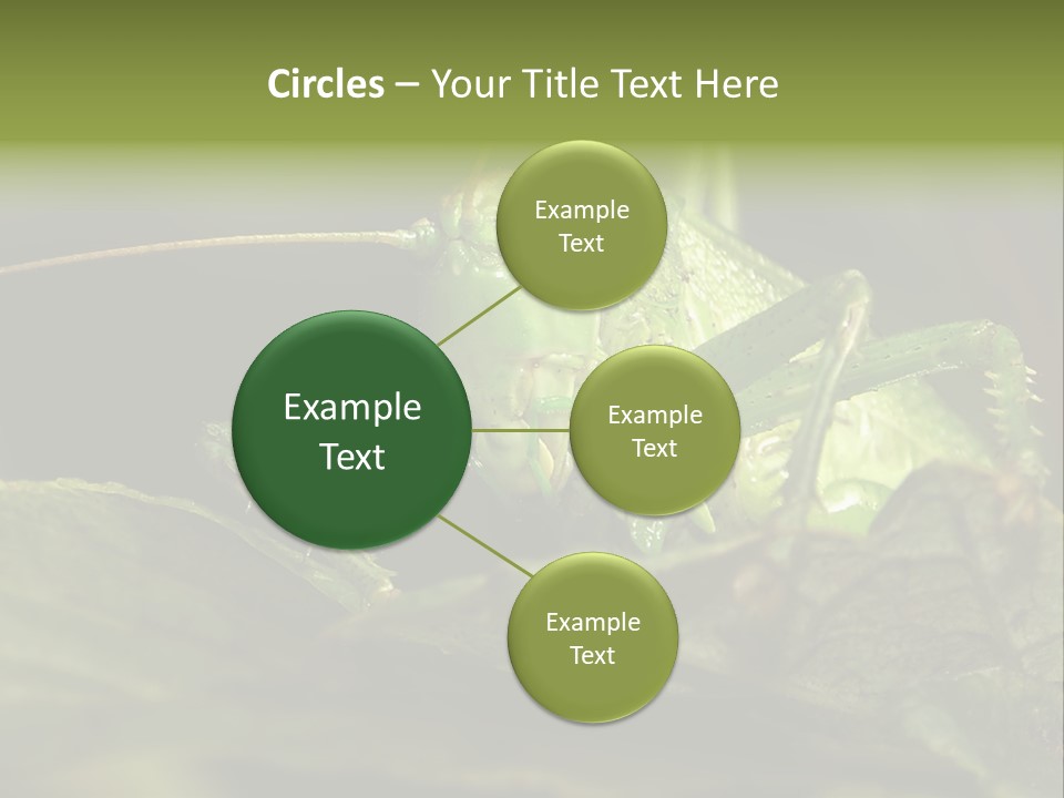 Grasshopper Green - Tettigonia Viridissima PowerPoint Template
