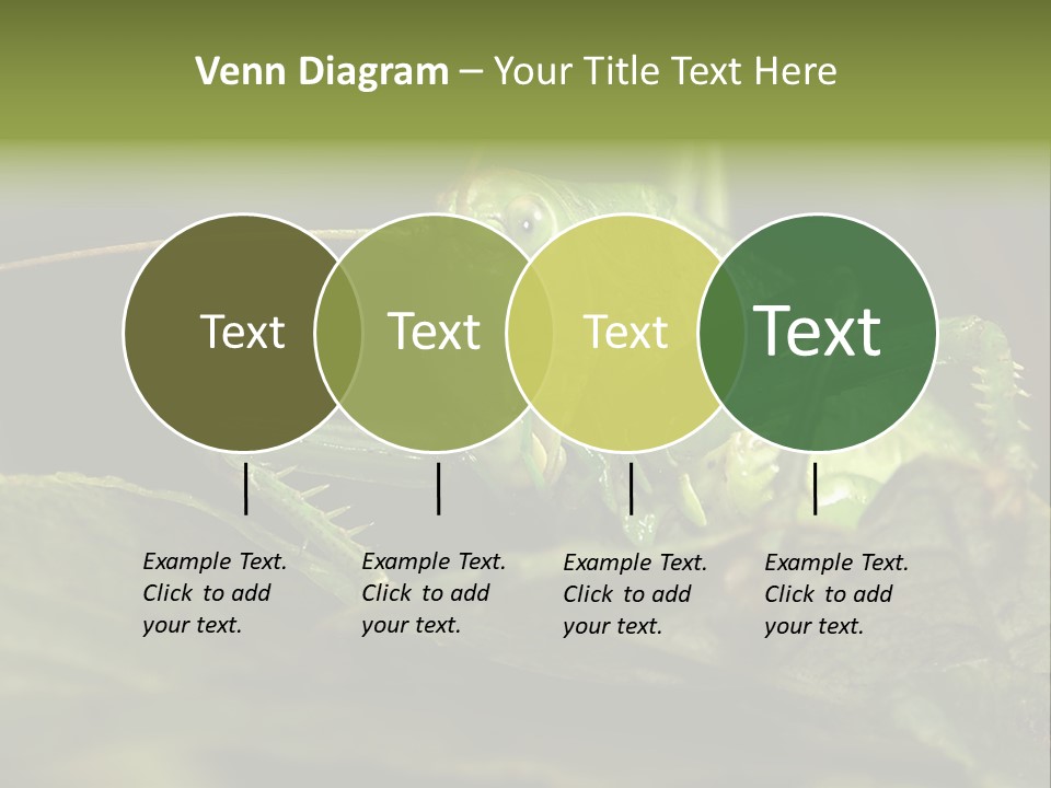 Grasshopper Green - Tettigonia Viridissima PowerPoint Template