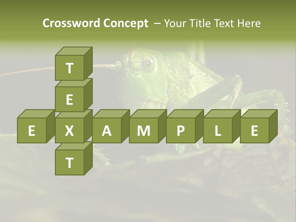 Grasshopper Green - Tettigonia Viridissima PowerPoint Template