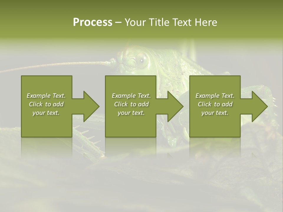 Grasshopper Green - Tettigonia Viridissima PowerPoint Template