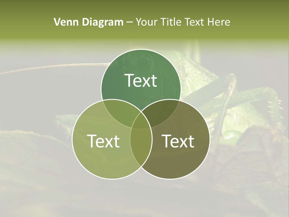 Grasshopper Green - Tettigonia Viridissima PowerPoint Template