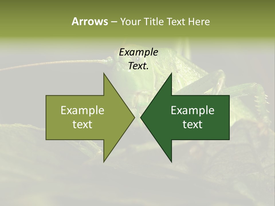 Grasshopper Green - Tettigonia Viridissima PowerPoint Template