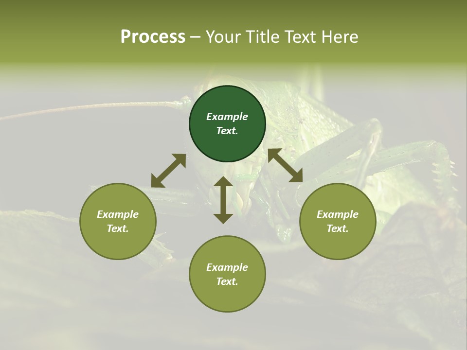 Grasshopper Green - Tettigonia Viridissima PowerPoint Template