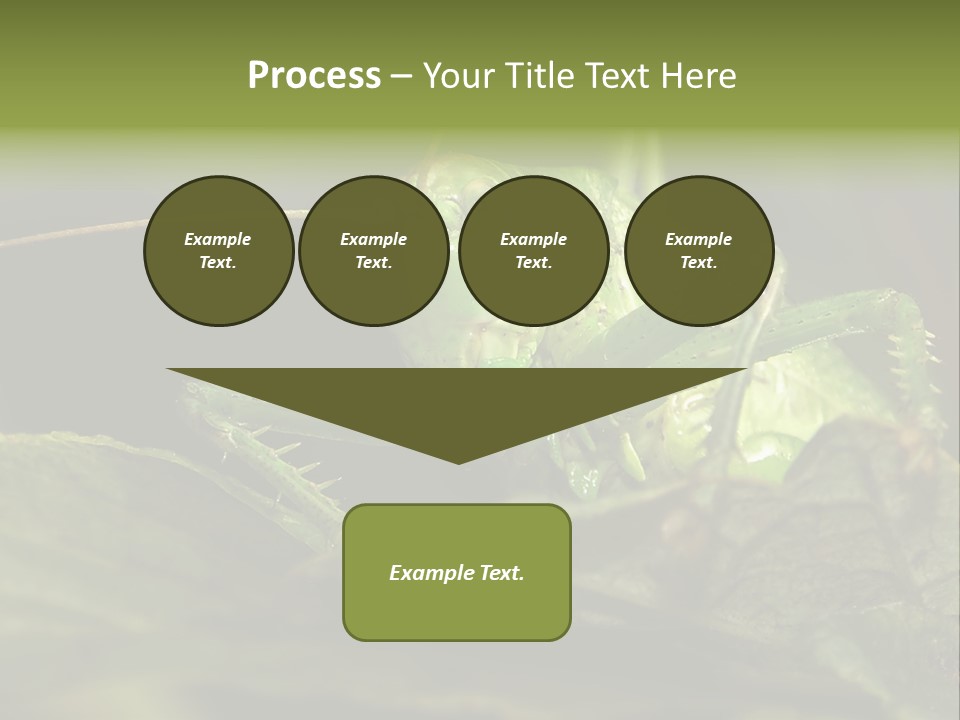 Grasshopper Green - Tettigonia Viridissima PowerPoint Template