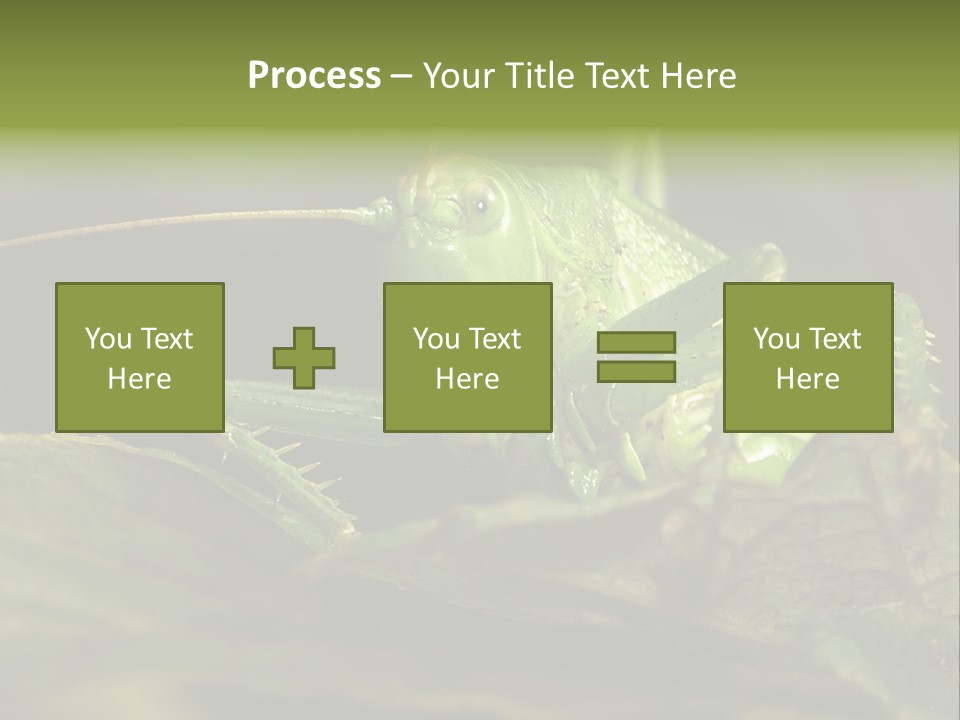 Grasshopper Green - Tettigonia Viridissima PowerPoint Template