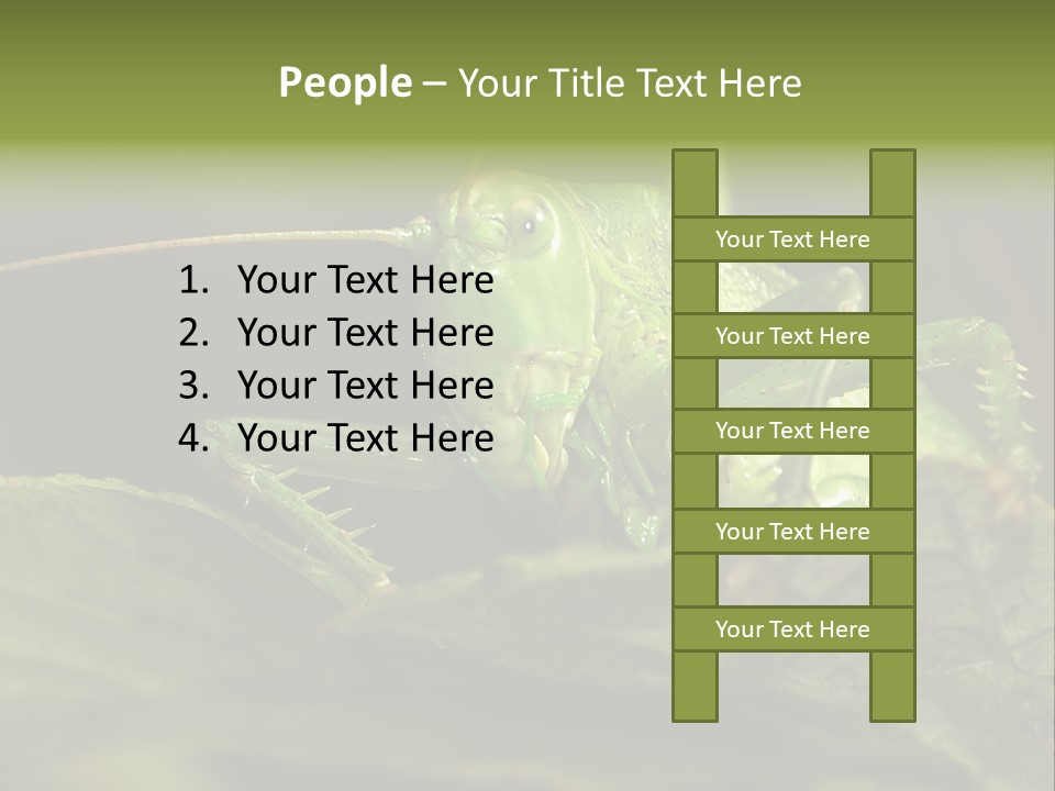 Grasshopper Green - Tettigonia Viridissima PowerPoint Template