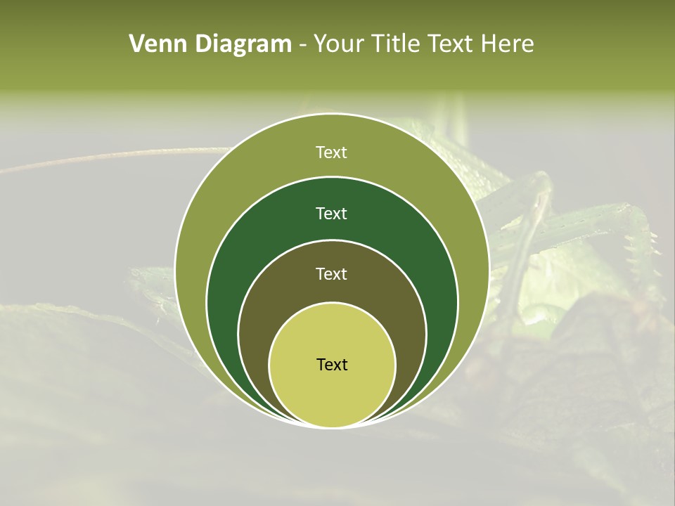 Grasshopper Green - Tettigonia Viridissima PowerPoint Template