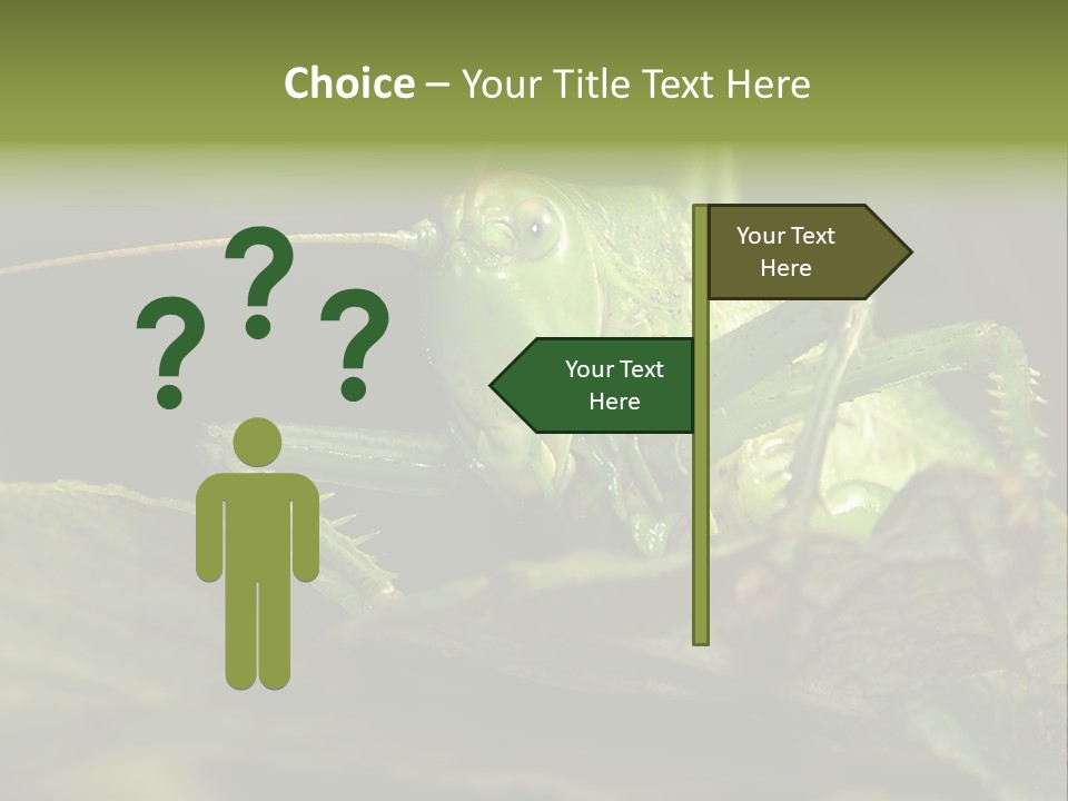 Grasshopper Green - Tettigonia Viridissima PowerPoint Template