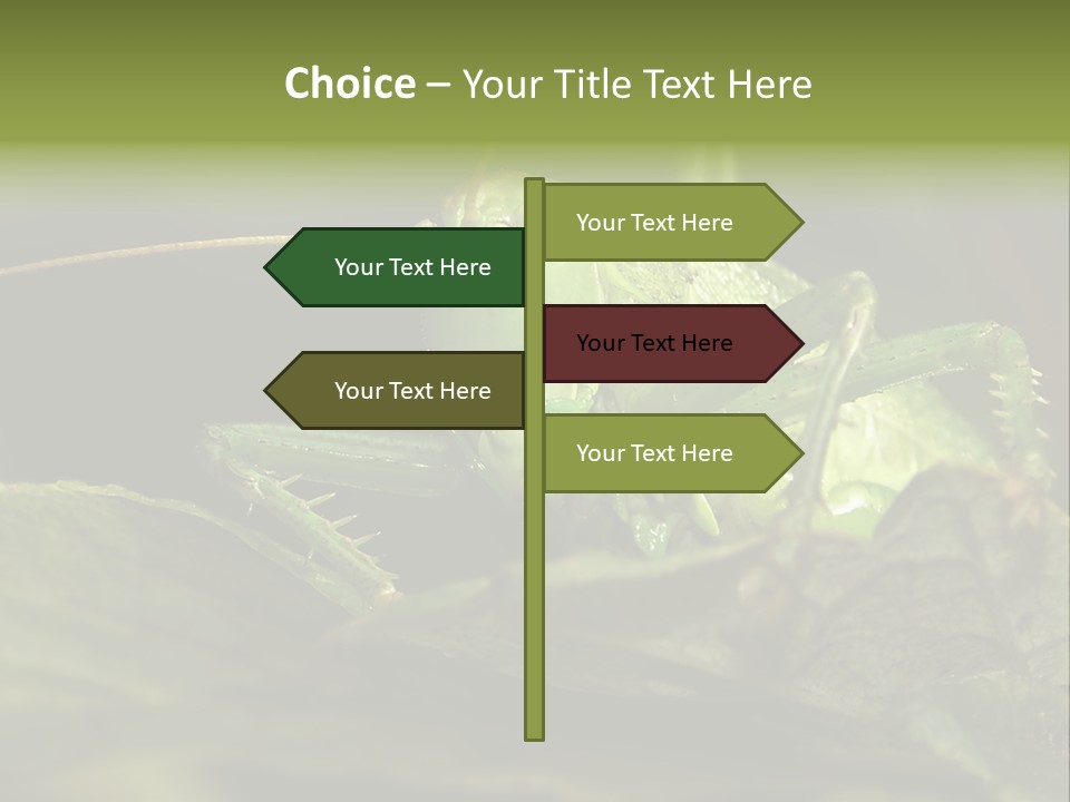 Grasshopper Green - Tettigonia Viridissima PowerPoint Template