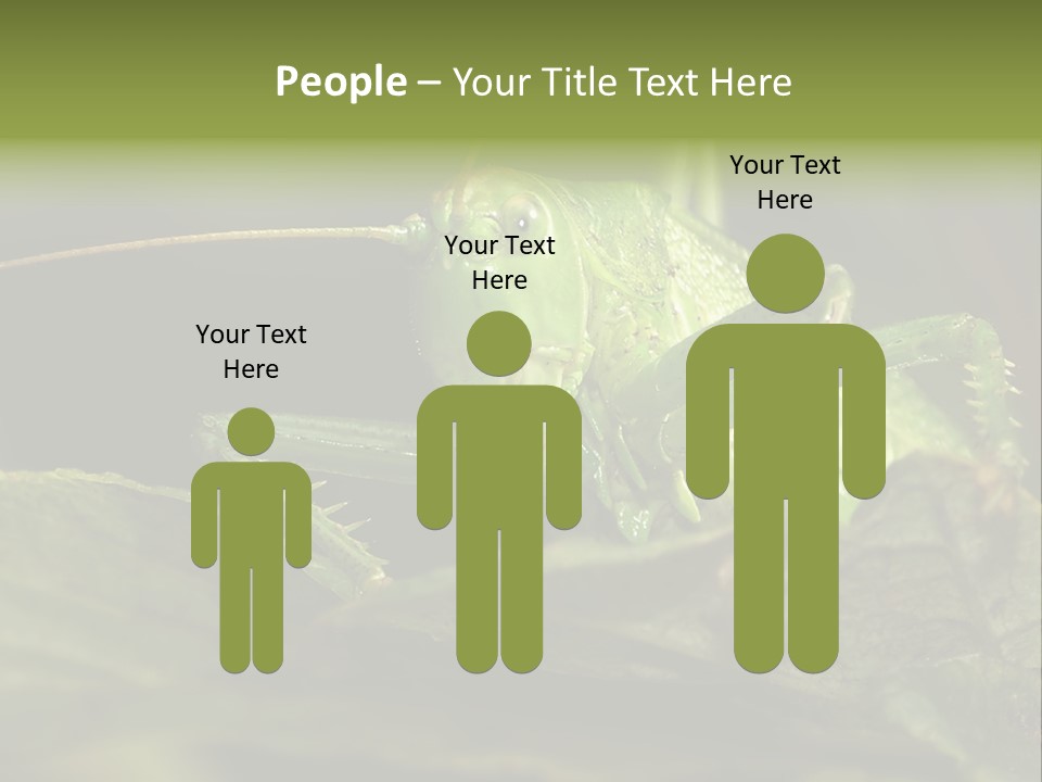 Grasshopper Green - Tettigonia Viridissima PowerPoint Template