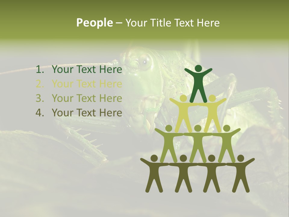 Grasshopper Green - Tettigonia Viridissima PowerPoint Template