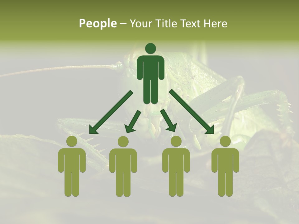 Grasshopper Green - Tettigonia Viridissima PowerPoint Template