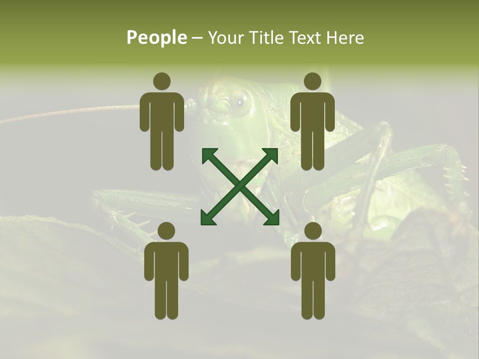 Grasshopper Green - Tettigonia Viridissima PowerPoint Template