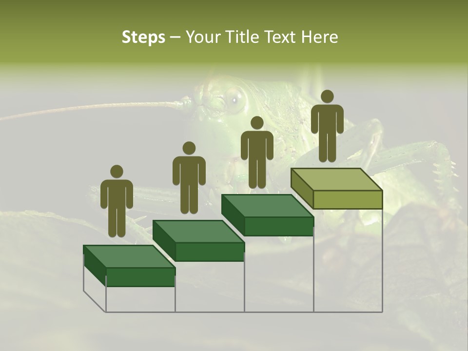 Grasshopper Green - Tettigonia Viridissima PowerPoint Template