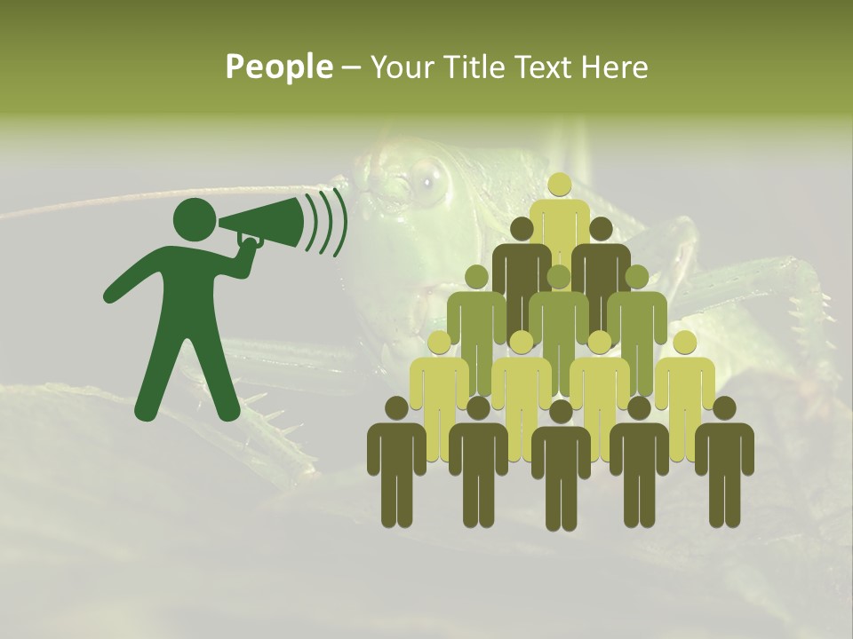 Grasshopper Green - Tettigonia Viridissima PowerPoint Template