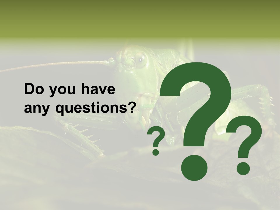 Grasshopper Green - Tettigonia Viridissima PowerPoint Template