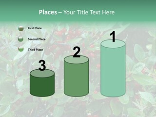 Buffalo Berries (Shepherdia Canadensis) In Banff National Park PowerPoint Template