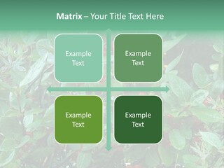 Buffalo Berries (Shepherdia Canadensis) In Banff National Park PowerPoint Template