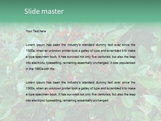 Buffalo Berries (Shepherdia Canadensis) In Banff National Park PowerPoint Template