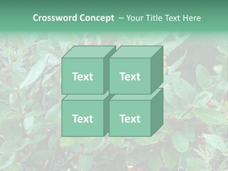 Buffalo Berries (Shepherdia Canadensis) In Banff National Park PowerPoint Template