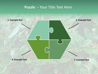 Buffalo Berries (Shepherdia Canadensis) In Banff National Park PowerPoint Template