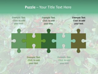 Buffalo Berries (Shepherdia Canadensis) In Banff National Park PowerPoint Template