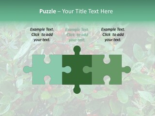 Buffalo Berries (Shepherdia Canadensis) In Banff National Park PowerPoint Template