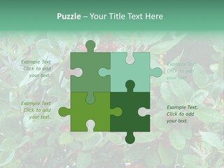 Buffalo Berries (Shepherdia Canadensis) In Banff National Park PowerPoint Template