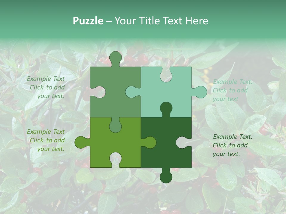 Buffalo Berries (Shepherdia Canadensis) In Banff National Park PowerPoint Template