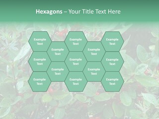 Buffalo Berries (Shepherdia Canadensis) In Banff National Park PowerPoint Template